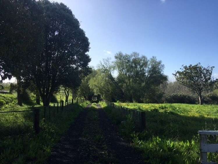 349 Postman Road Dairy Flat_16