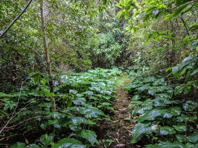 52 Rae Road Geraldine_23