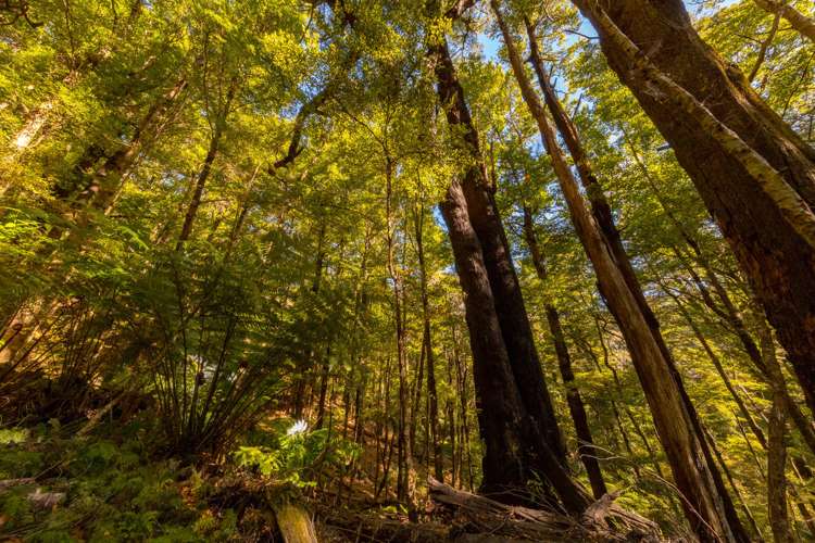 419b Katherine Mansfield Drive Blue Mountains_6