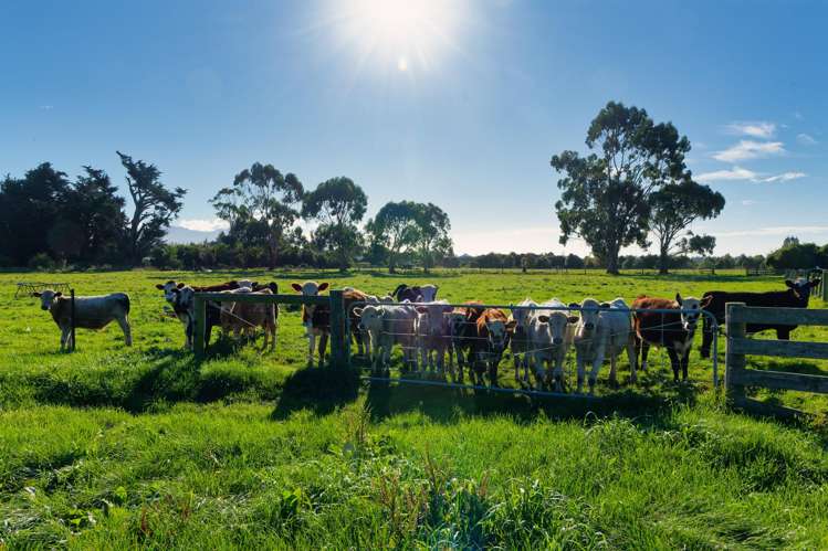 386 Mount Fyffe Road Kaikoura_13