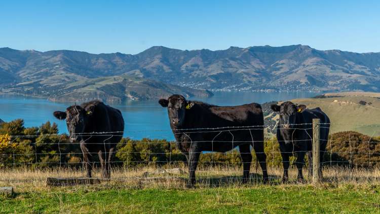 5162 Christchurch Akaroa Road French Farm_4