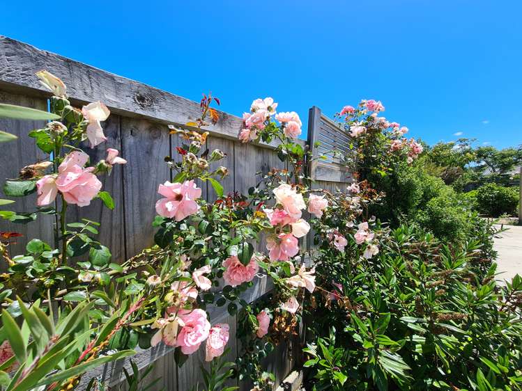 80 Golden Shore Place Coromandel_7