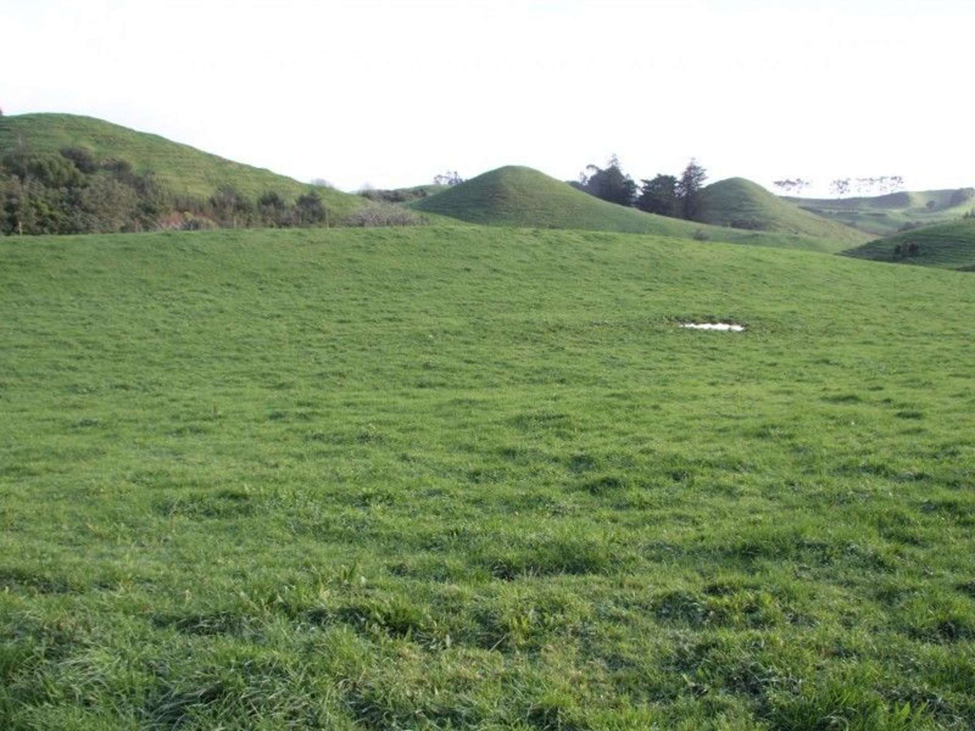 Tarata Road Inglewood_0