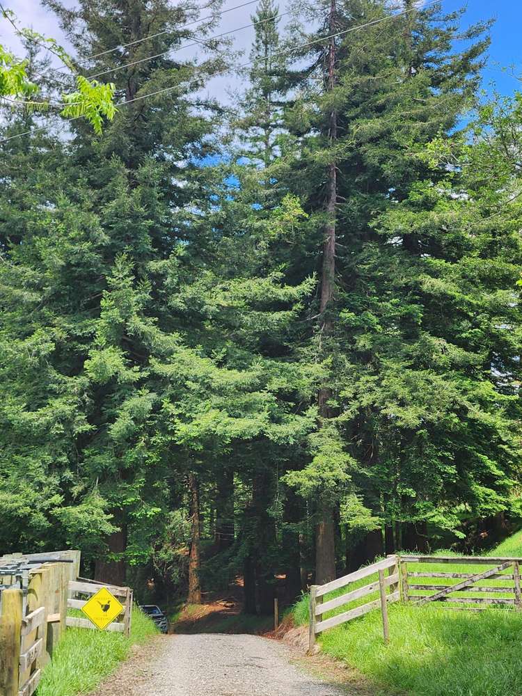 241 Work Road Aongatete_5