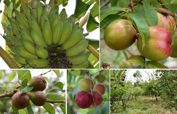 10 Te Pahi River Drive Paparoa_30