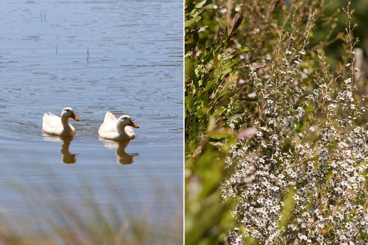 Pengary Lane Pyes Pa_7