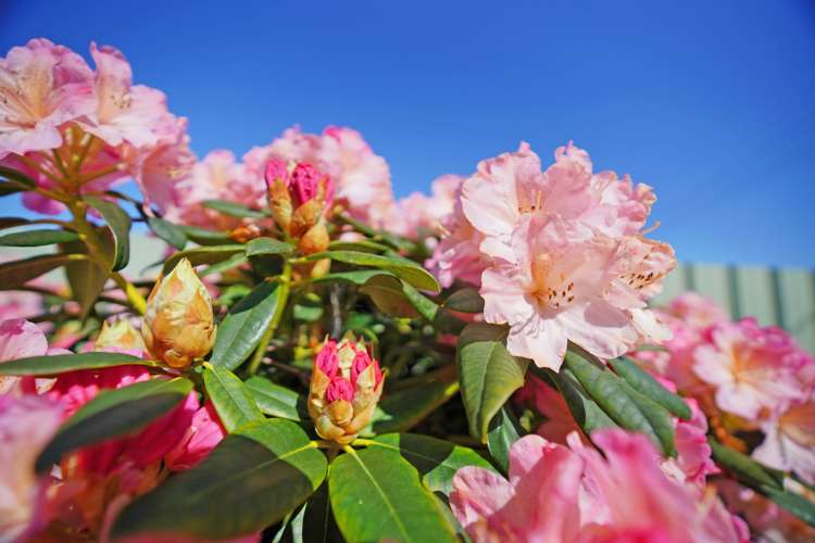 71 Heywood Street Grasmere_25