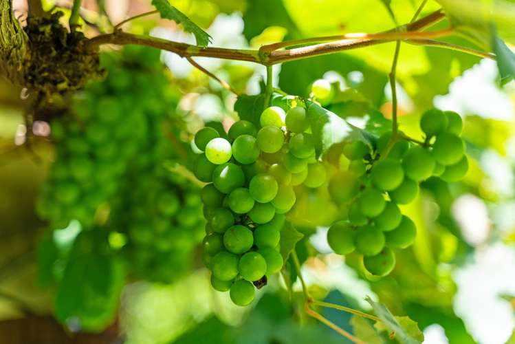 665 Whangarei Heads Road Tamaterau_20