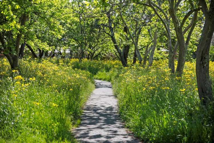 10 Orchard Lane Springlands_19