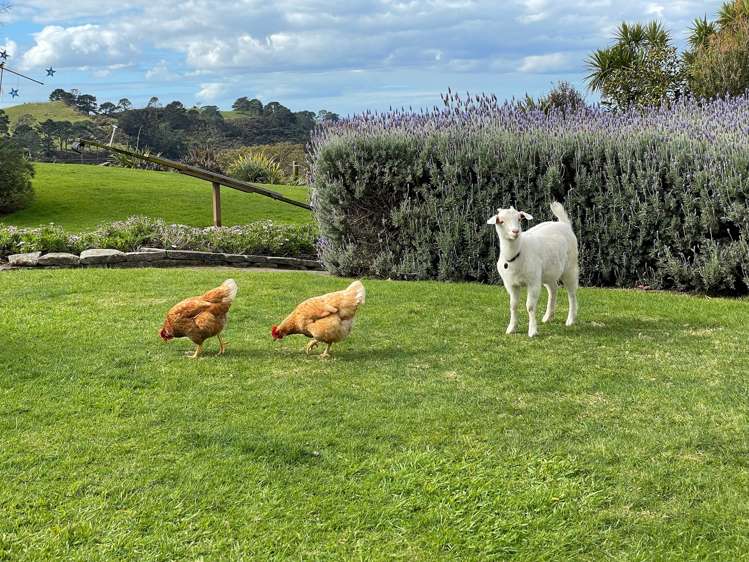 443 Lees Gully Road Pollok_39