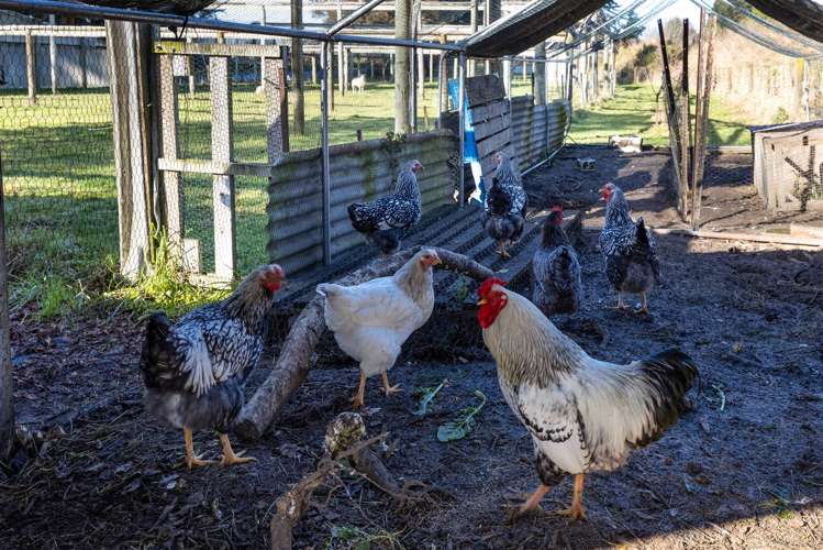 144 Blind Creek Road Tuamarina_3