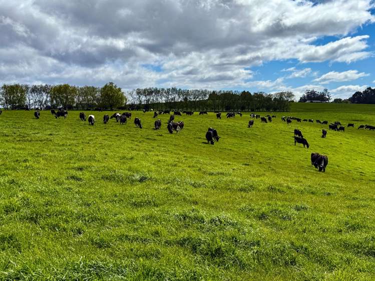 473 Clifden Gorge Road Eastern Bush_12