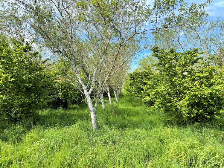 25 Newport Street Milton_4