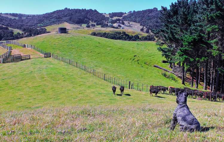 Monowai Road Wainui_2