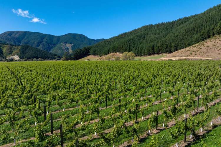 95 Speeds Road Koromiko_8