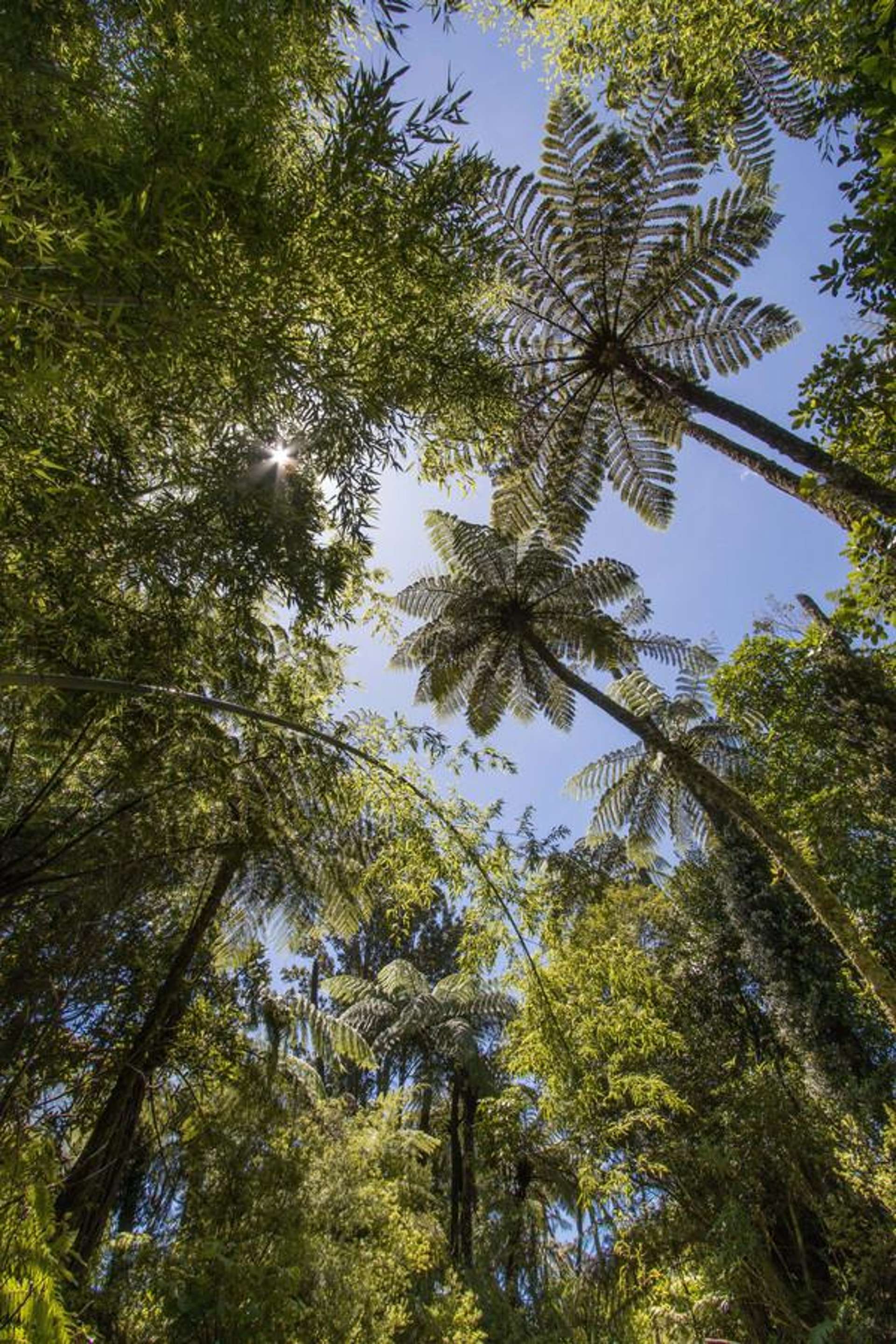 425B Lund Road Katikati_0