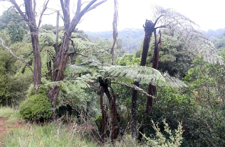 62 Grahams Beach Road Manukau Heads_6