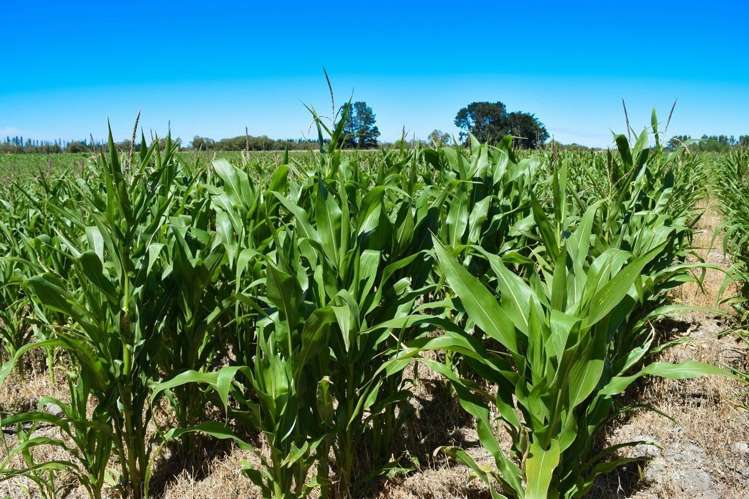 37 Sladdens Farm Road Oxford_11