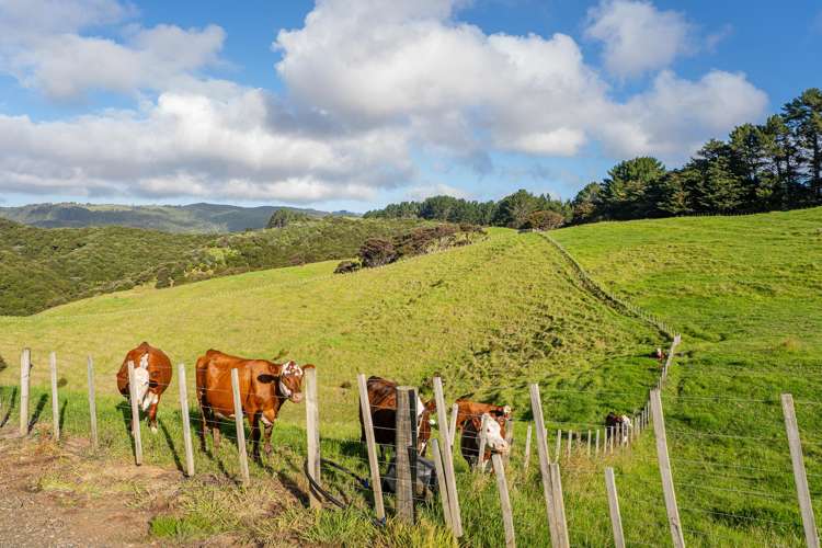 35 Peebles Lane Kuaotunu_19