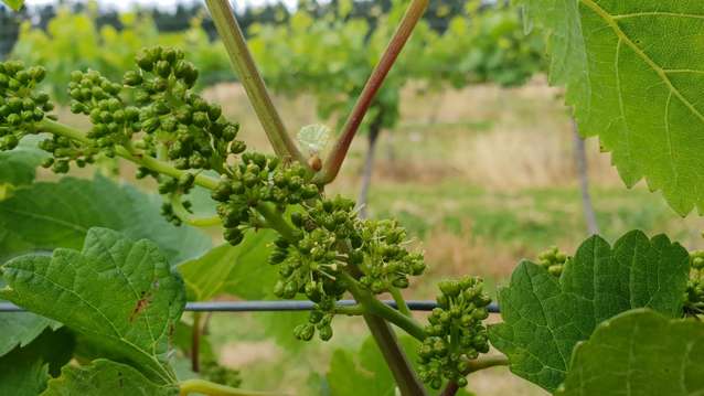 351 Maori Point Road Tarras_3