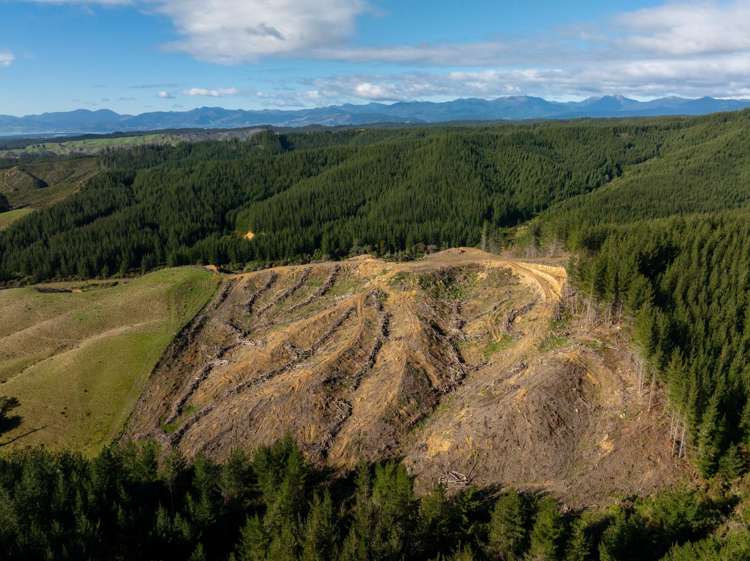 Supplejack Valley Road_5