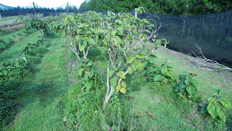 65 Elingamite Drive Pukenui_12