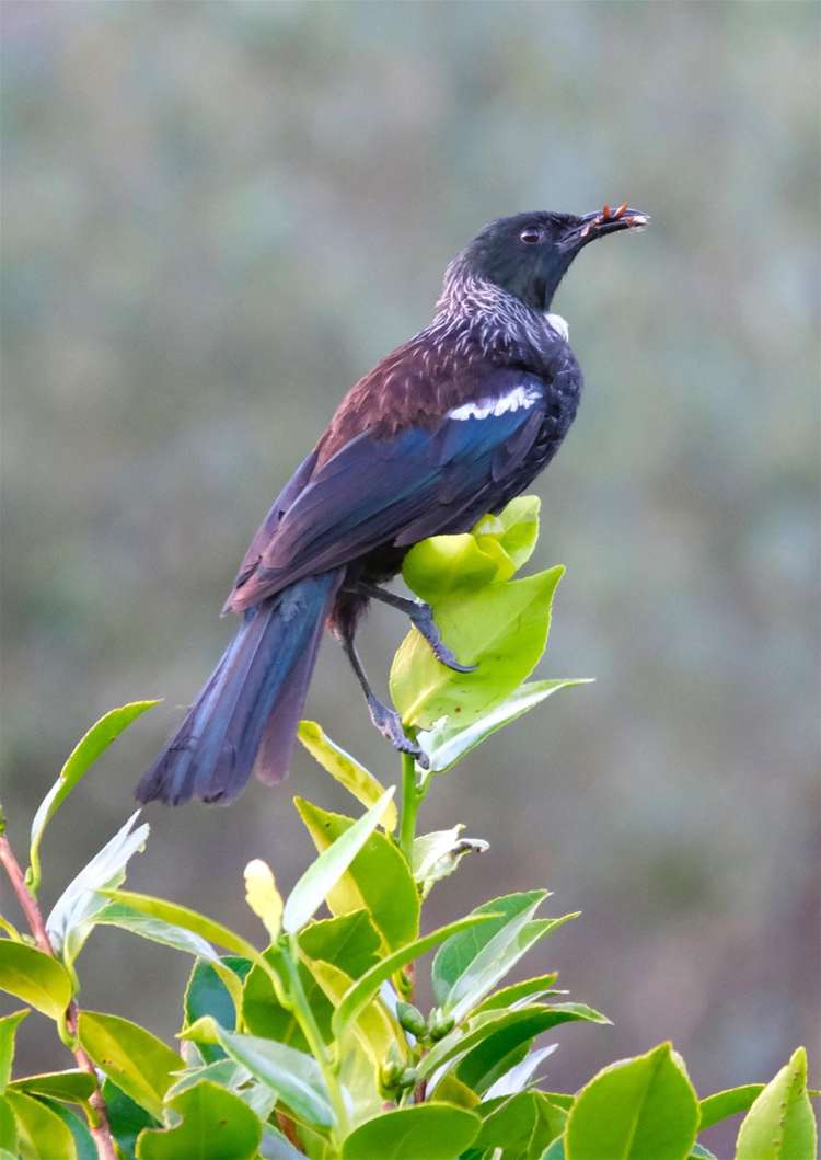 53 Porika Road Rotoroa_25