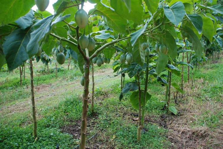 1358 State Highway 14 Maungatapere_21