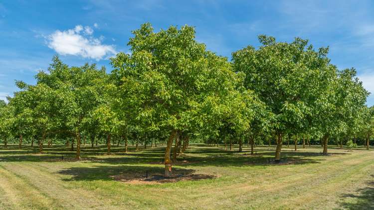 973 Hoskyns Road West Melton_23