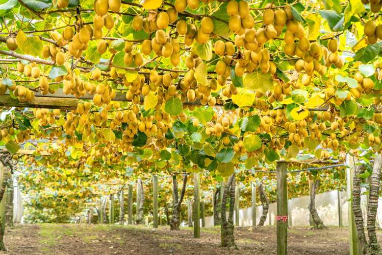 169 Kauri Point Road Tahawai_13