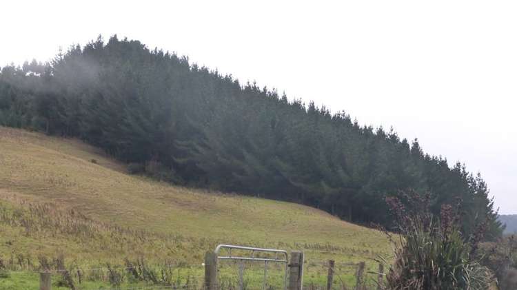 44 Rodgers Road Catlins Surrounds_38