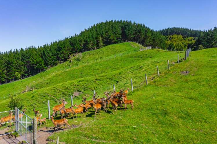 1169 Ruakaka Road Tiniroto_27