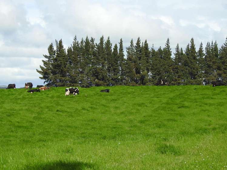 972 Slopedown Road Catlins Surrounds_17