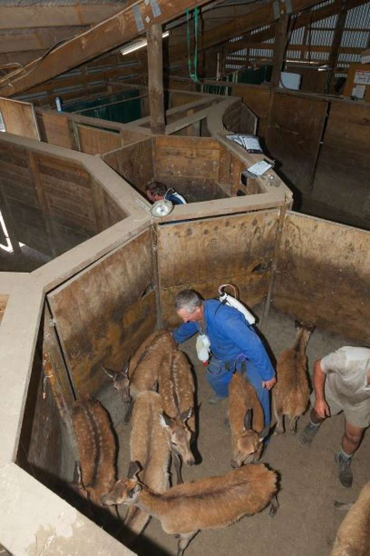 3276 Inland Kaikoura Road Stag And Spey_17