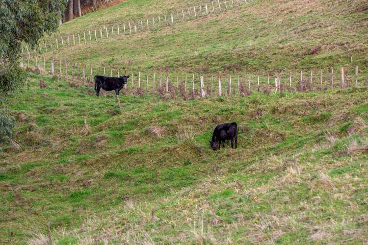 34 Wharekauri Road Mimi_24