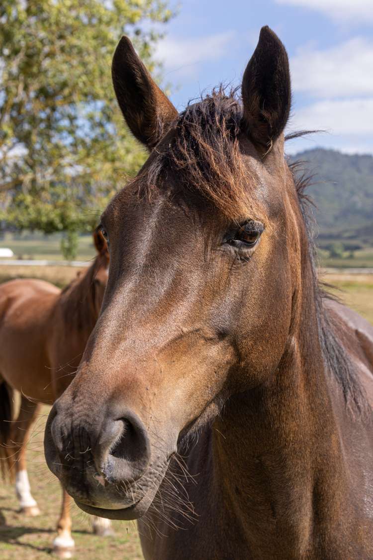 11 Hapuakohe Road Tahuna_36