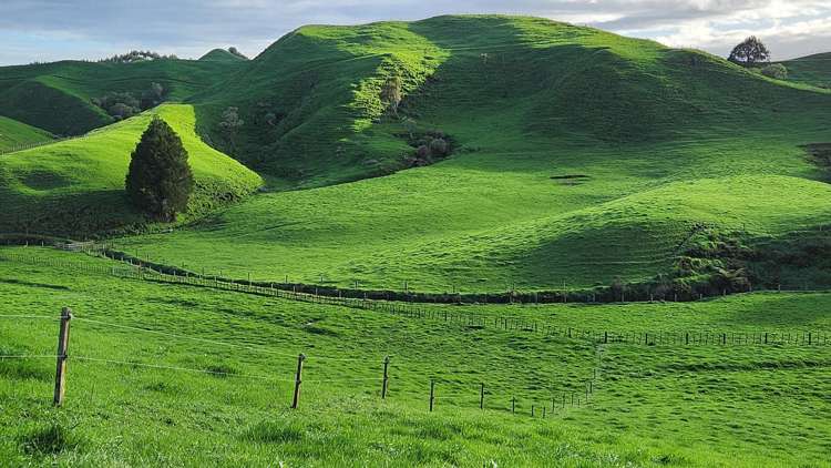 794 Tariki Road Ratapiko_19