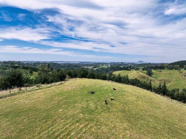 371 Esdaile Road Whakamarama_2