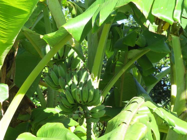 760 Allport Road Paengaroa_19