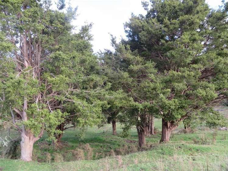 565 Bickerstaffe Road Maungaturoto_9