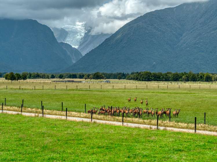 97b Cook Flat Road Fox Glacier_3