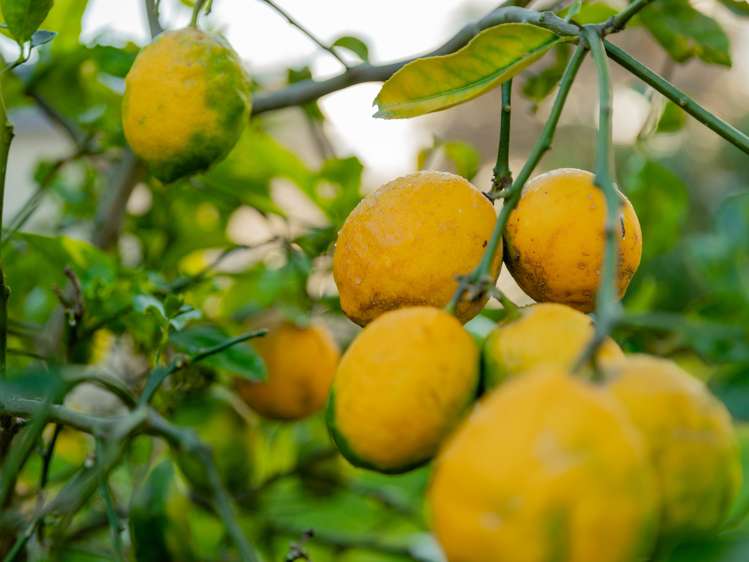 24c Pahoia Road Whakamarama_15