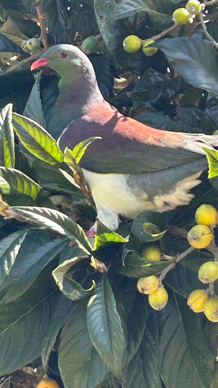 135 Eskdale Road Birkdale_13