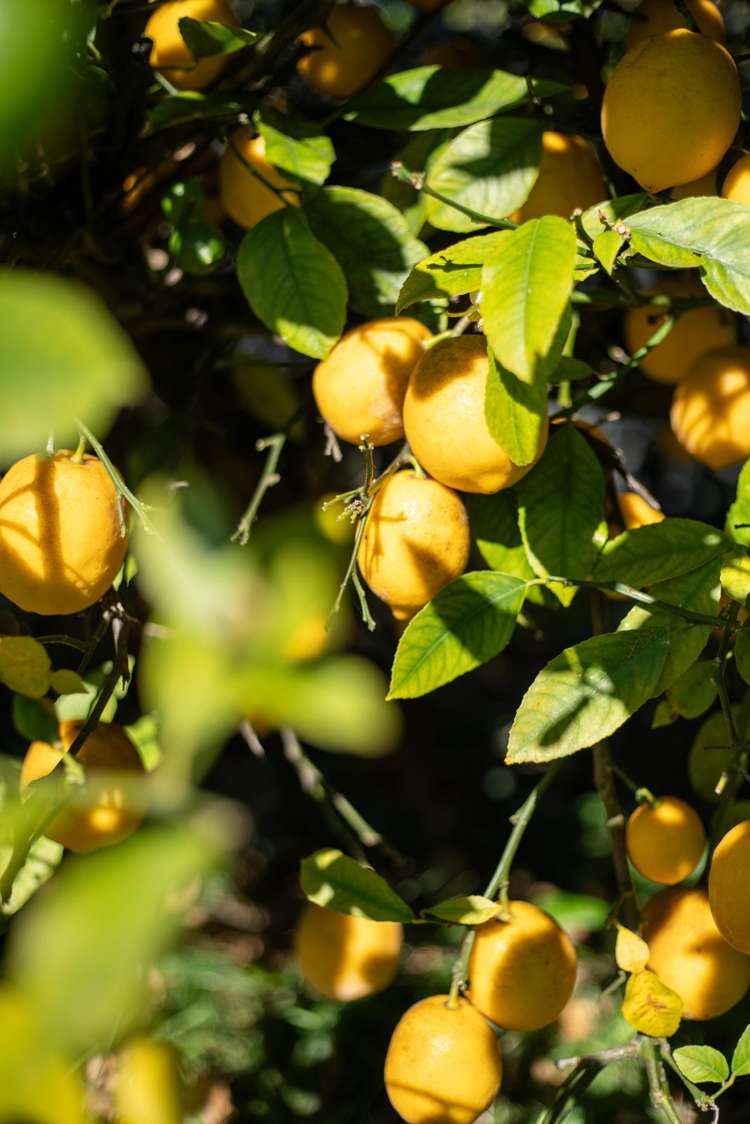 274 Riverlaw Terrace Saint Martins_19