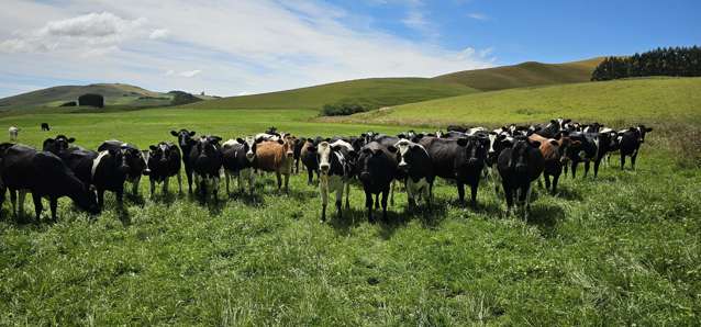 289 Otama Valley Road Otama_1