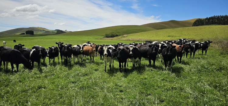 289 Otama Valley Road Otama_1