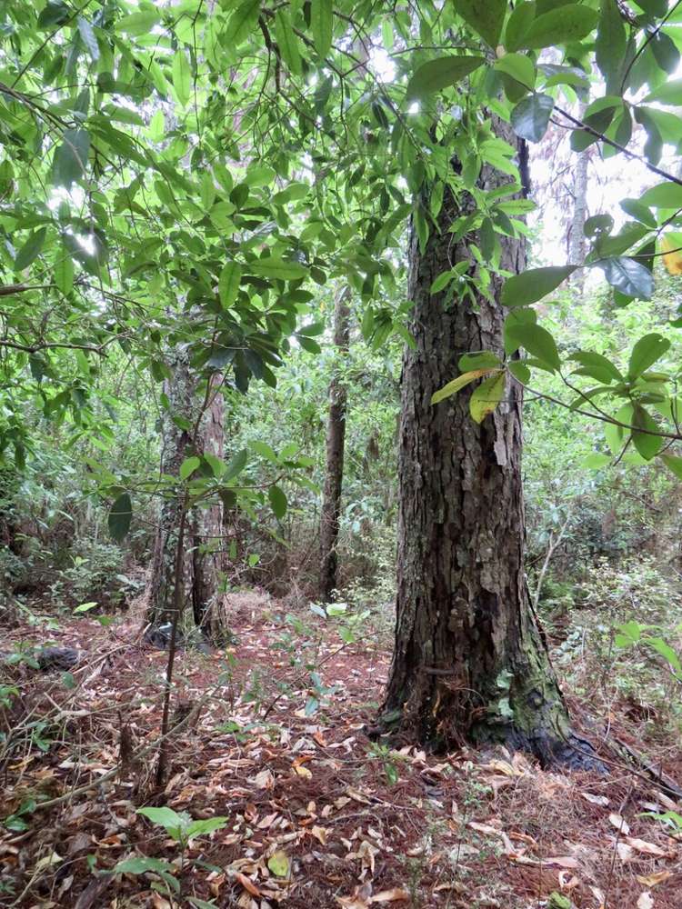 504b Wairere Road Maungaturoto_14