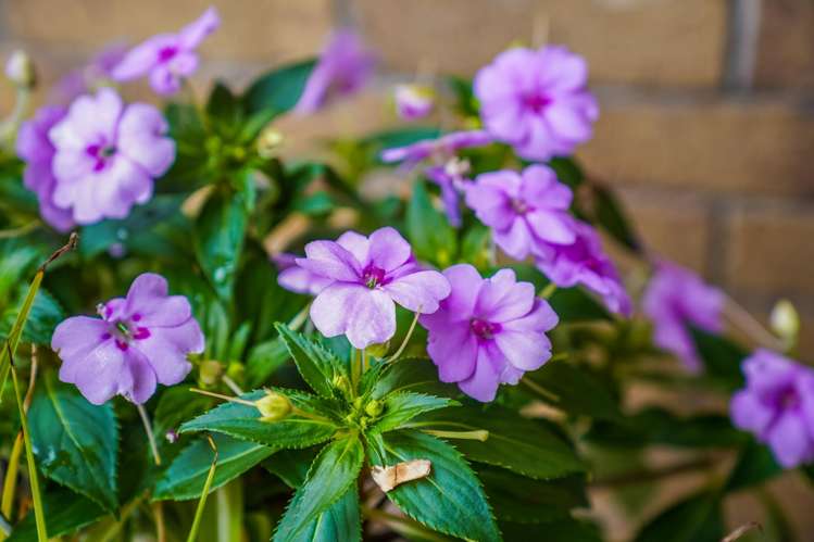 20 Pyramid Place Glen Eden_21