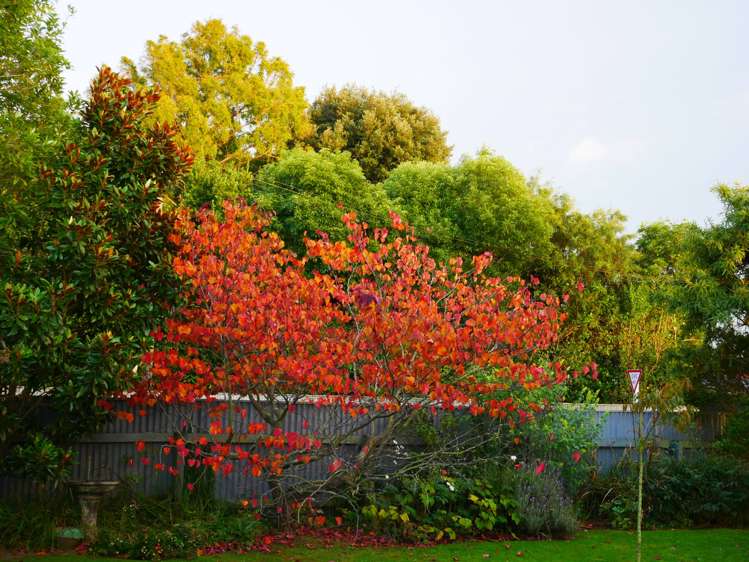 21 Signal Street Marton_33