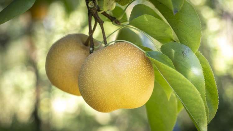 2466 State Highway 2 Greytown_15